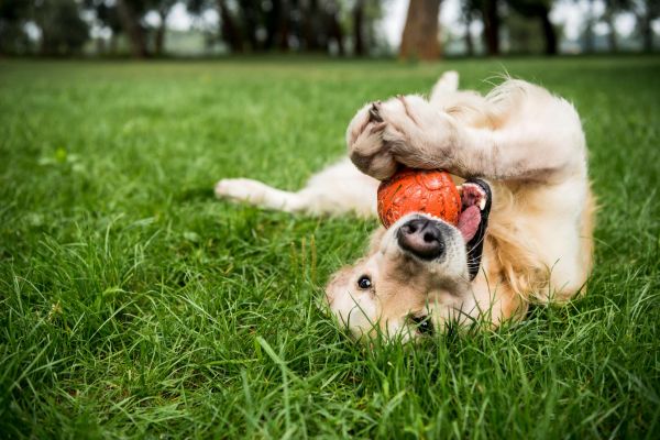 Attain on 5th apartment homes with A golden retriever lies on green grass, playfully holding an orange ball with its paws and mouth.