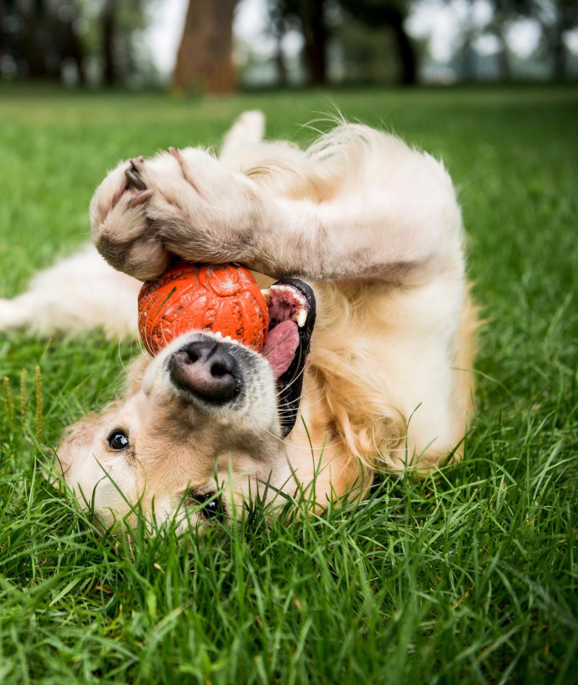 Attain on 5th apartment homes with A golden retriever lies on green grass, playfully holding an orange ball with its paws and mouth.